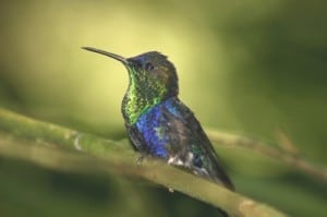 Google’s Hummingbird Update And How It Will Affect SEO